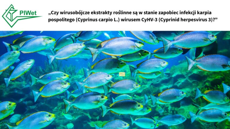 Państwowy Instytut Weterynaryjny – PIB w Puławach zaprasza do współpracy!
