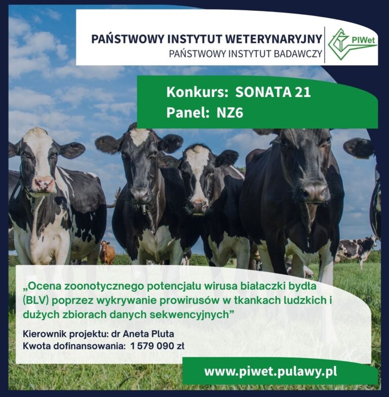 Dr Aneta Katarzyna Pluta z finansowaniem NCN SONATA na projekt dotyczący zoonotycznego potencjału wirusa białaczki bydła (BLV)